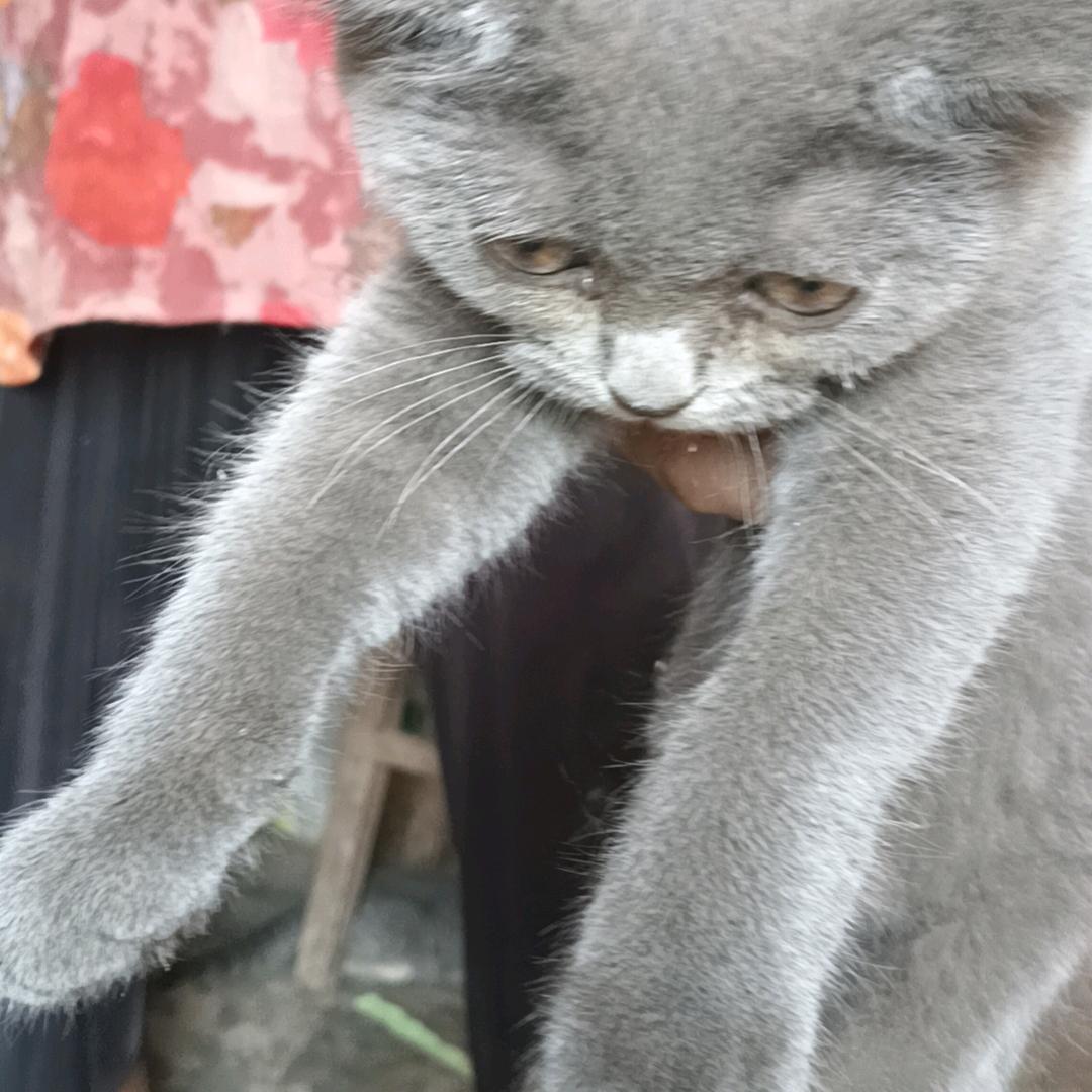 安然