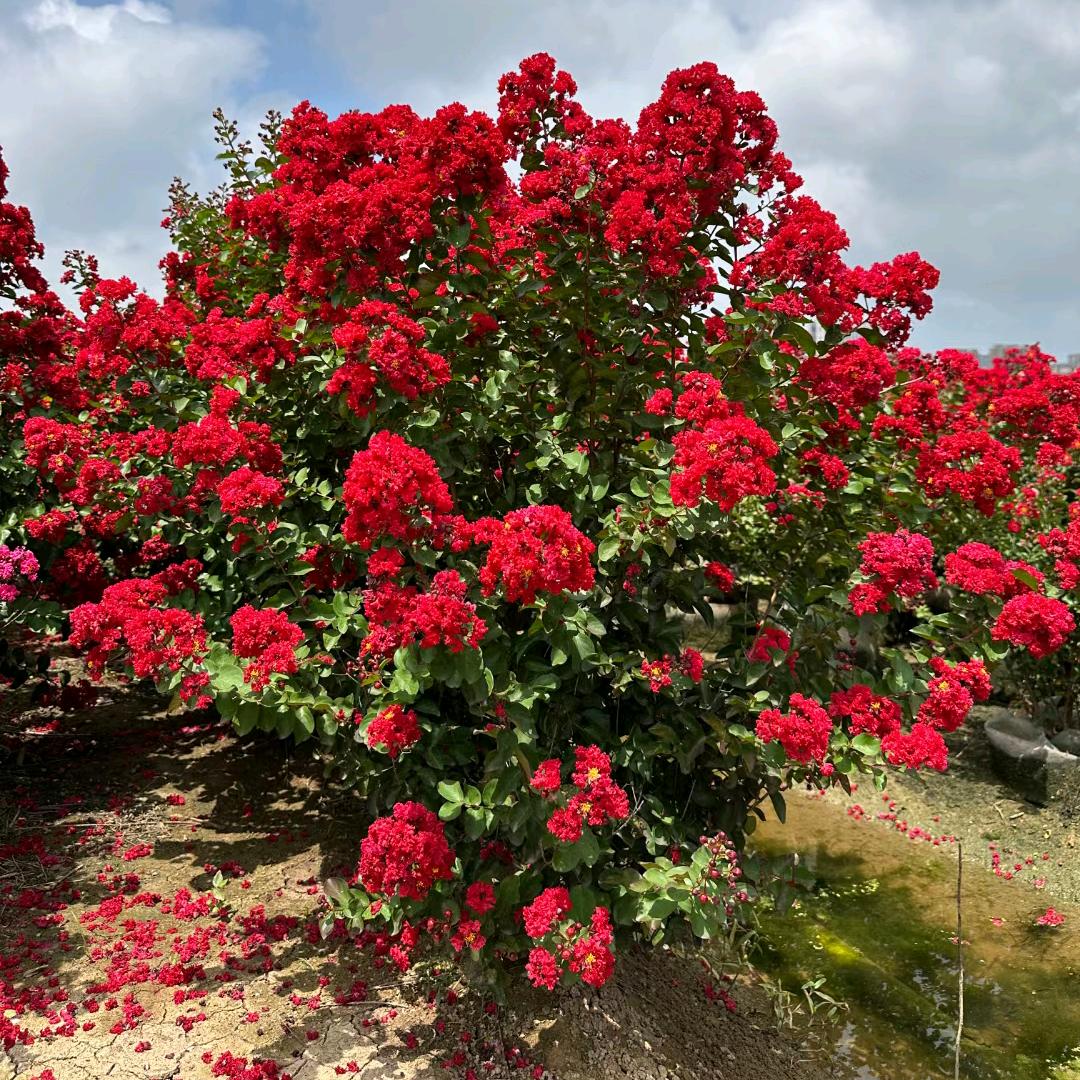 文雯园艺(丛生红火箭紫薇爆花)