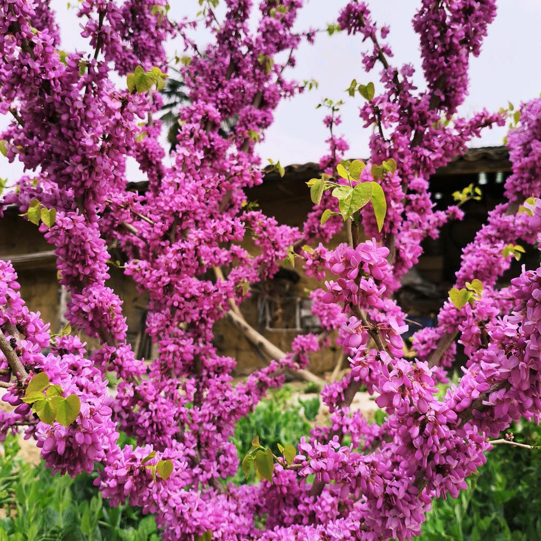 牡丹花