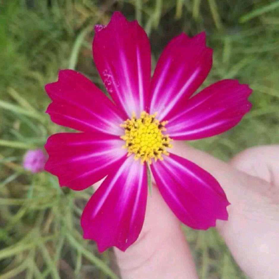 《金龙系统门窗》小香