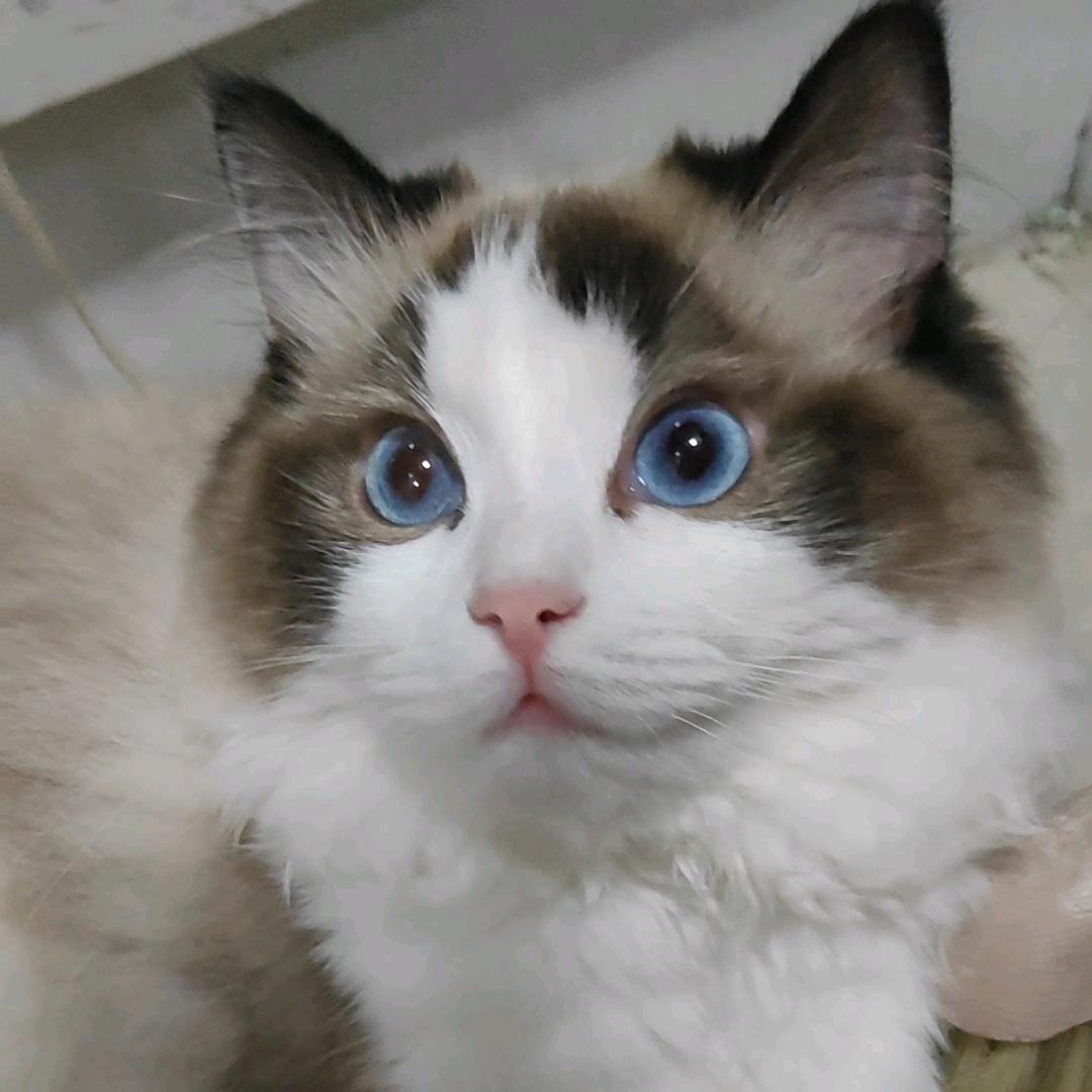小燕子