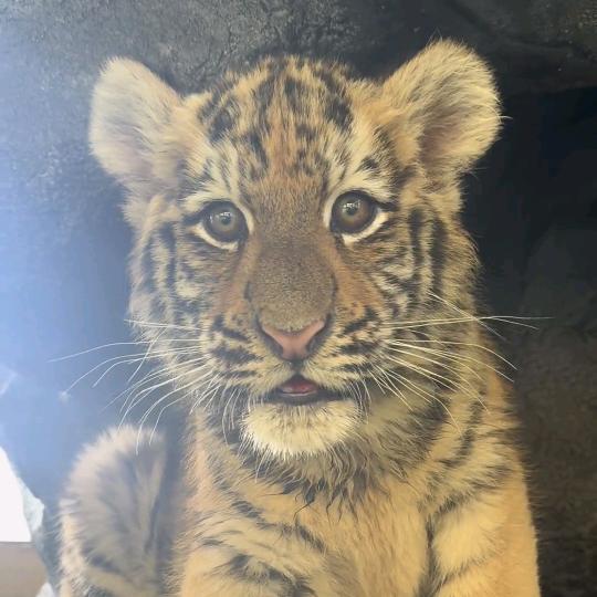 濮阳东北庄-野生动物园