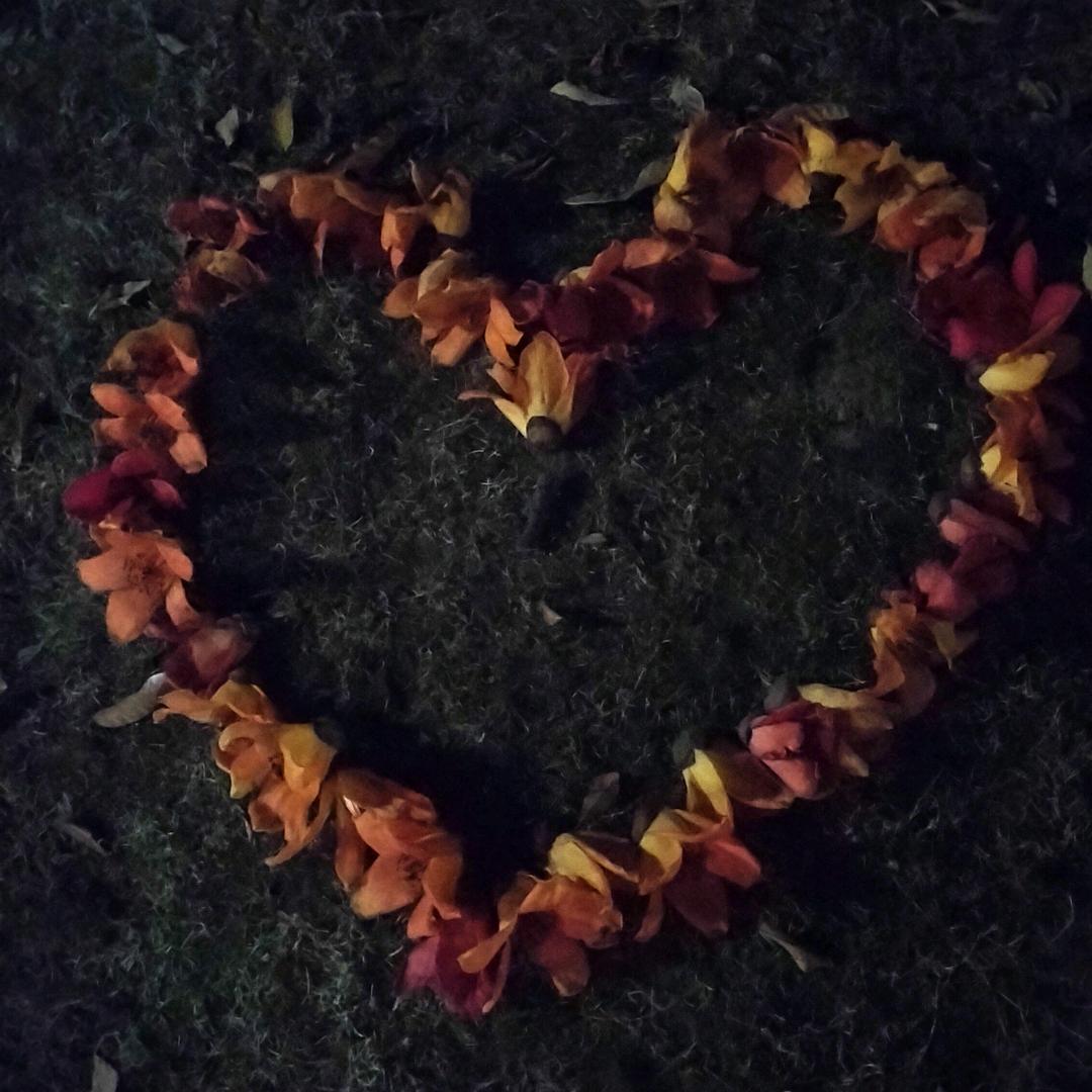 抓猫🐱的鱼🐟