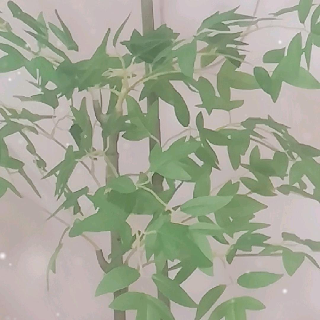 德玛西亚
