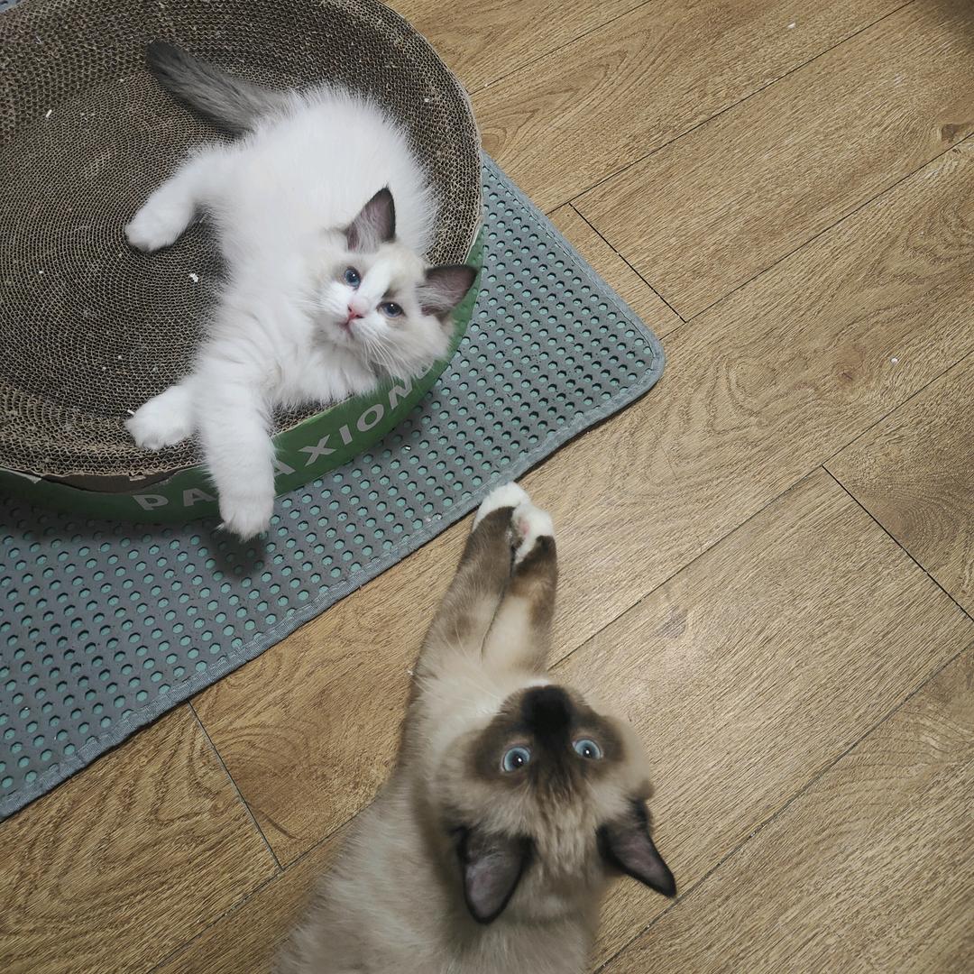 养猫大户秦大宝