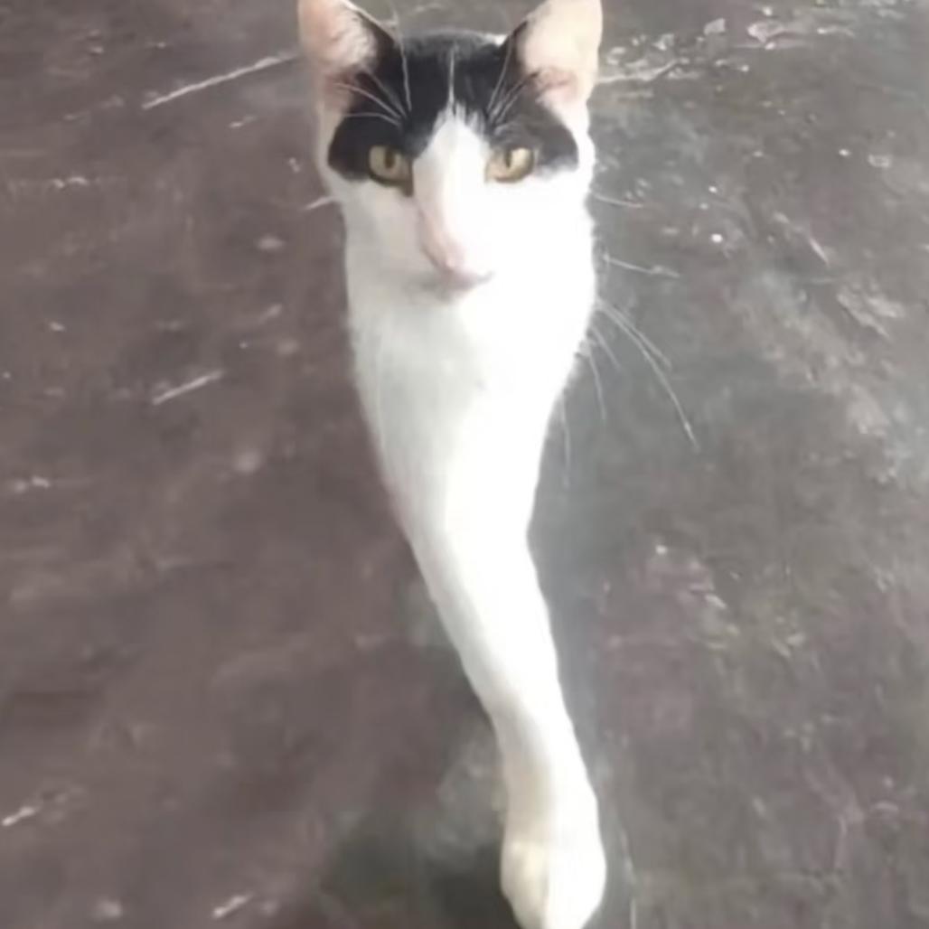 铛铛铛铛