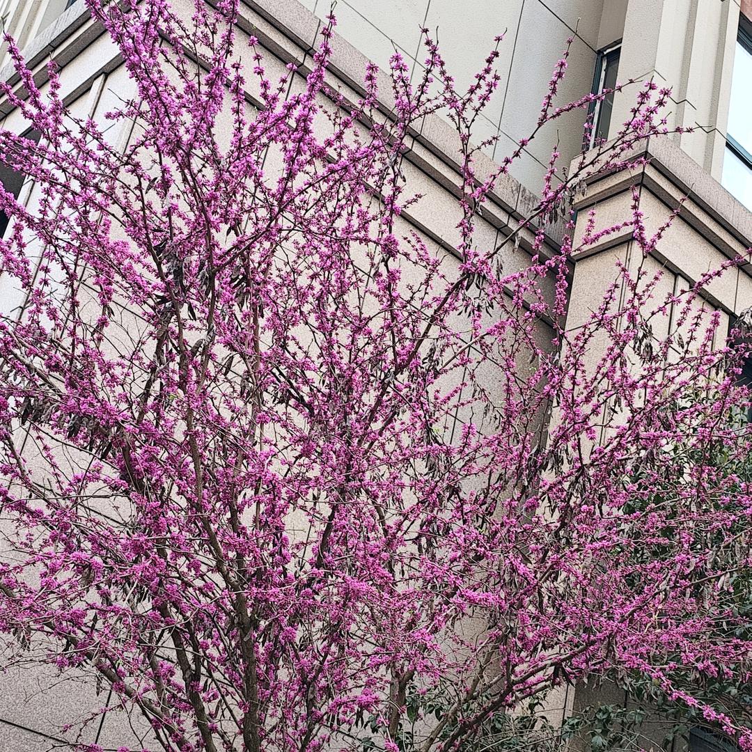 玫瑰花