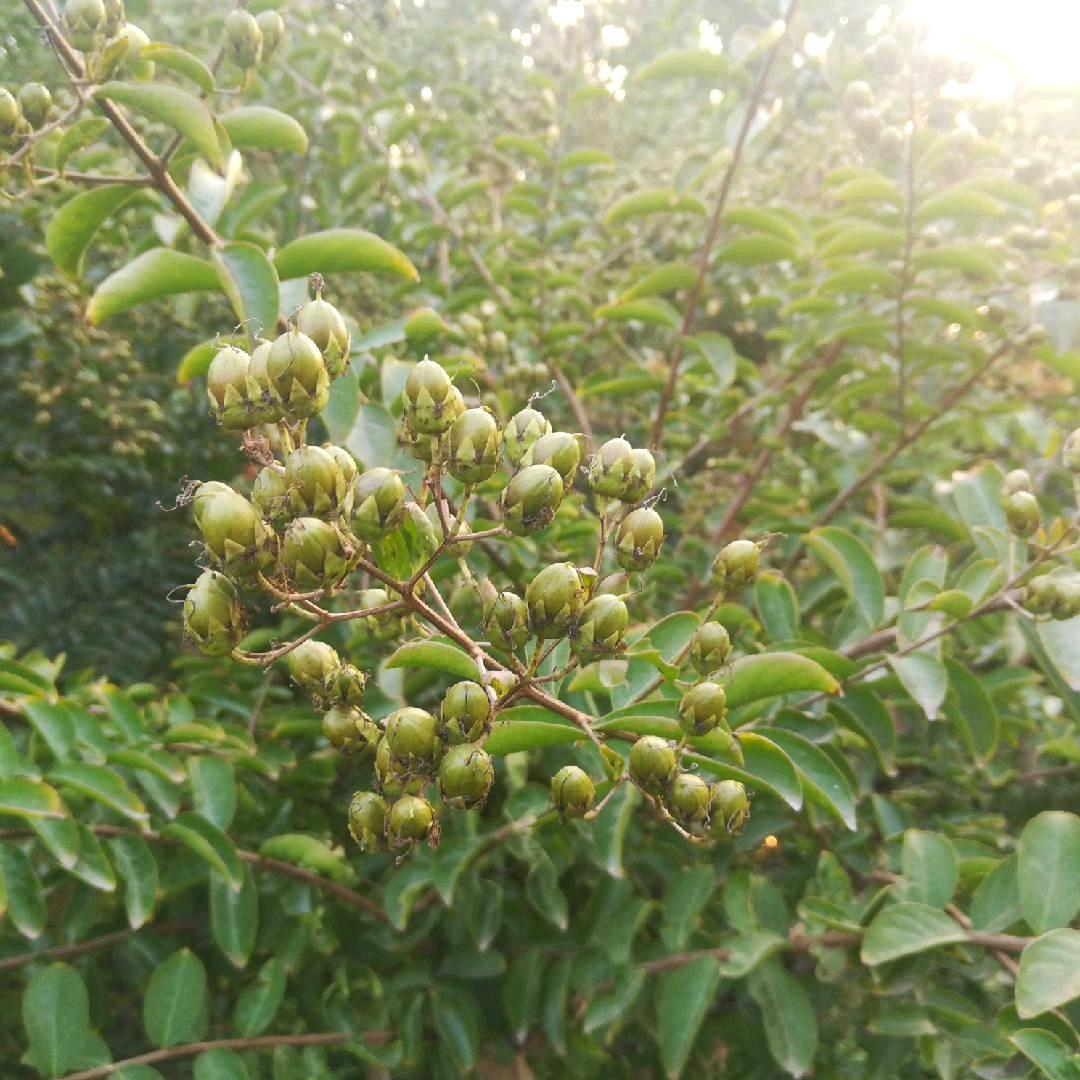 邱老师