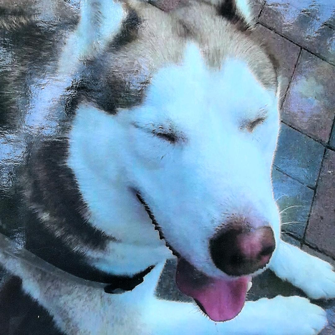 我的狗子叫小七