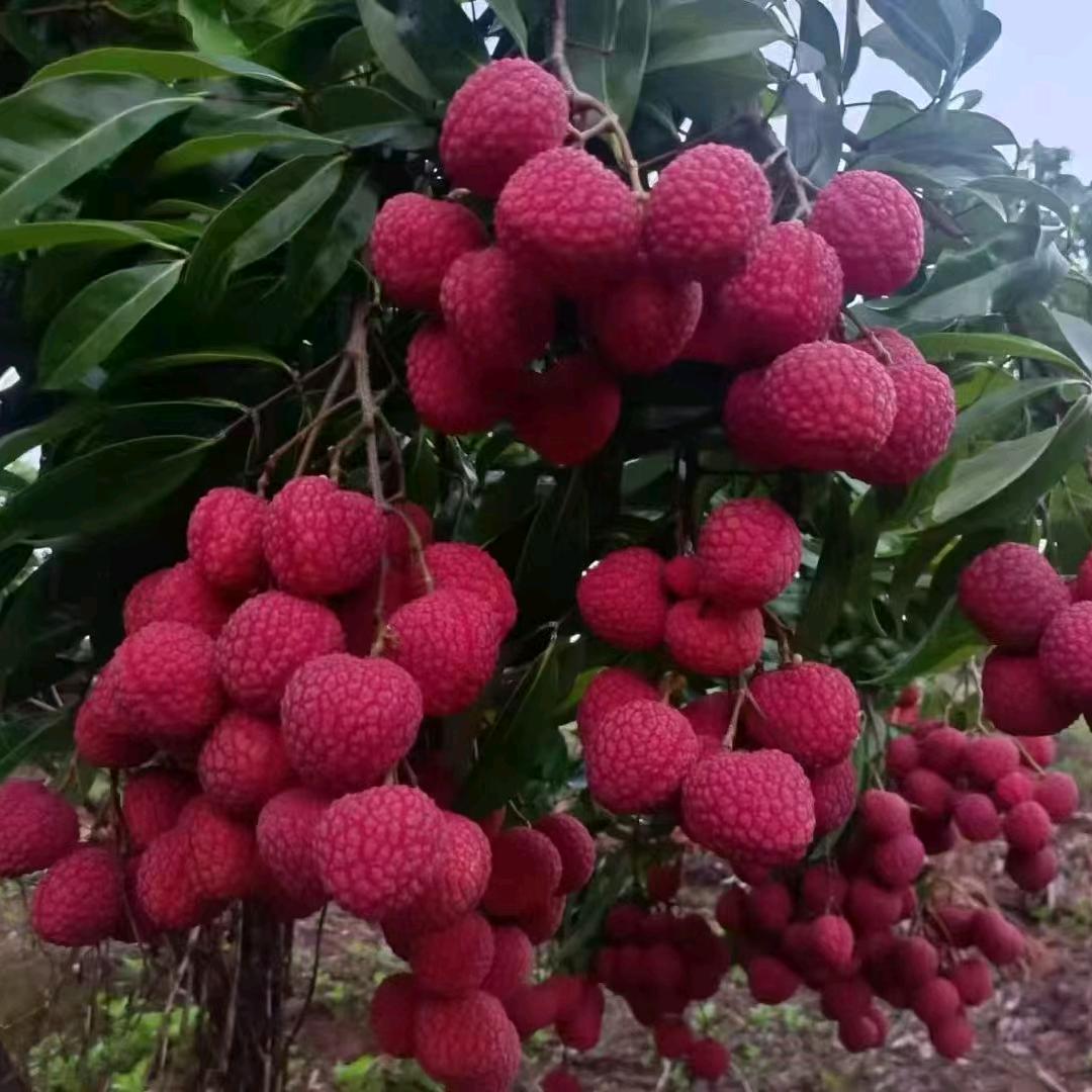 大叔(草莓园、荔枝园)种植嫁接