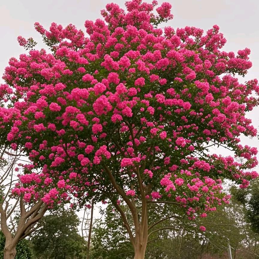 青林园紫薇批发