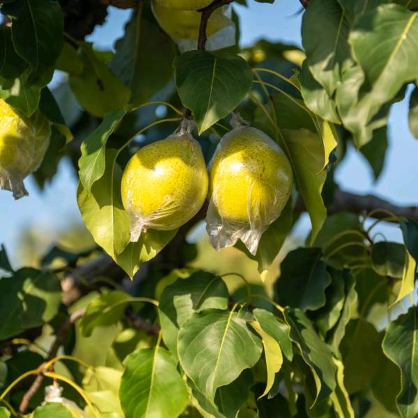 呀梨🍐