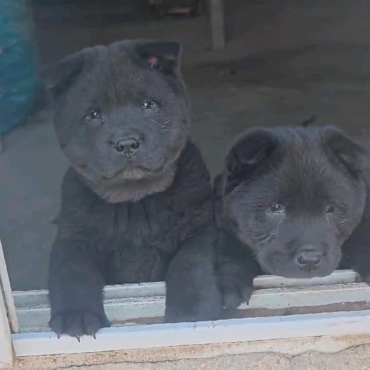沈阳五黑犬