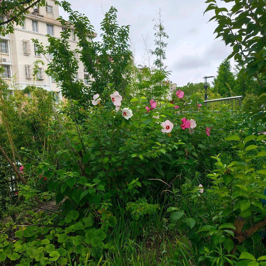 依恋