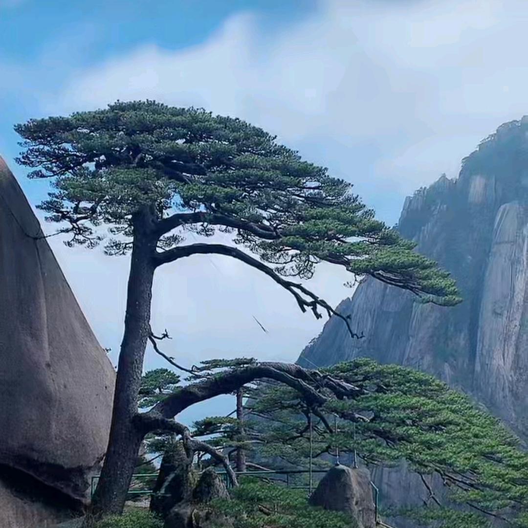 盛者为王
