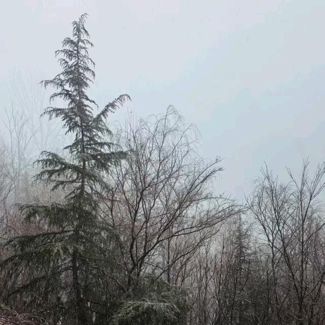 终南.小柏