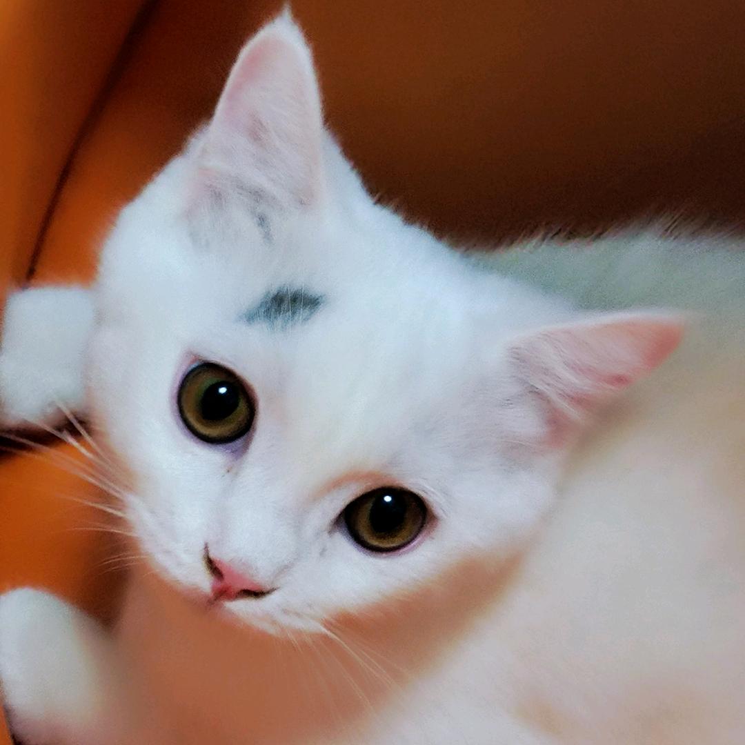 ♠️獸❤️