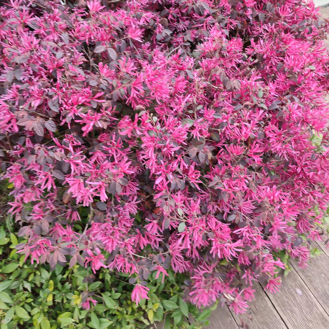 荣荣