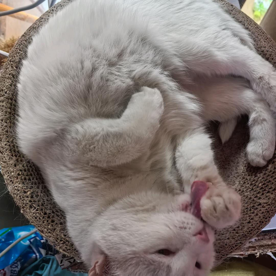 咕噜猫