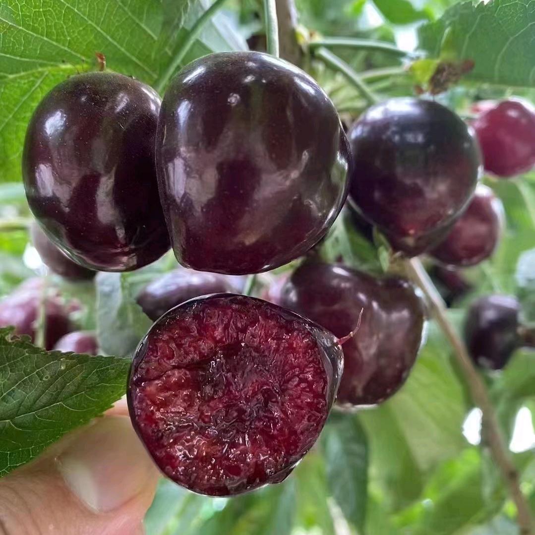 @玉《不定时直播》