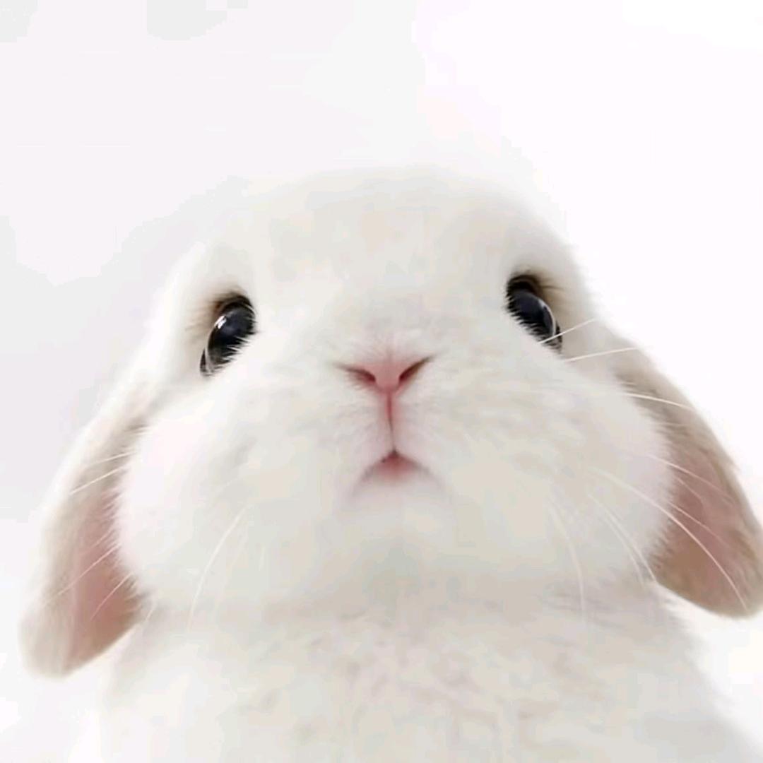 水色風铃头像