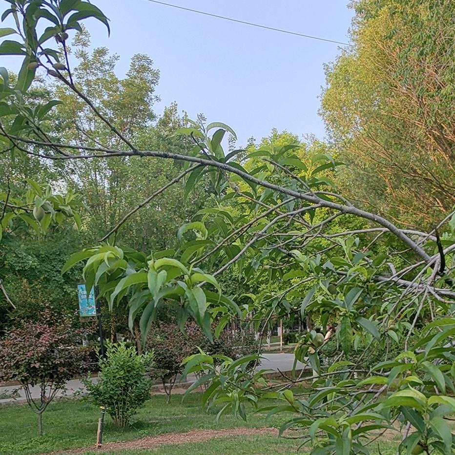 一颗孤独的心。