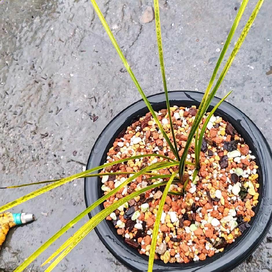 红香妃艺江兰兰园