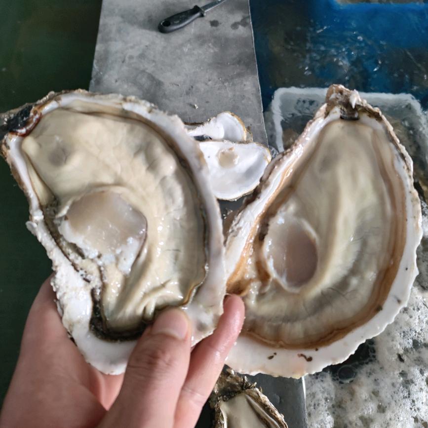 连云港，熹蚝，李笑元