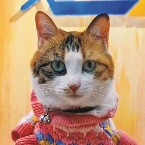 🐈拿铁橘座🐈‍⬛