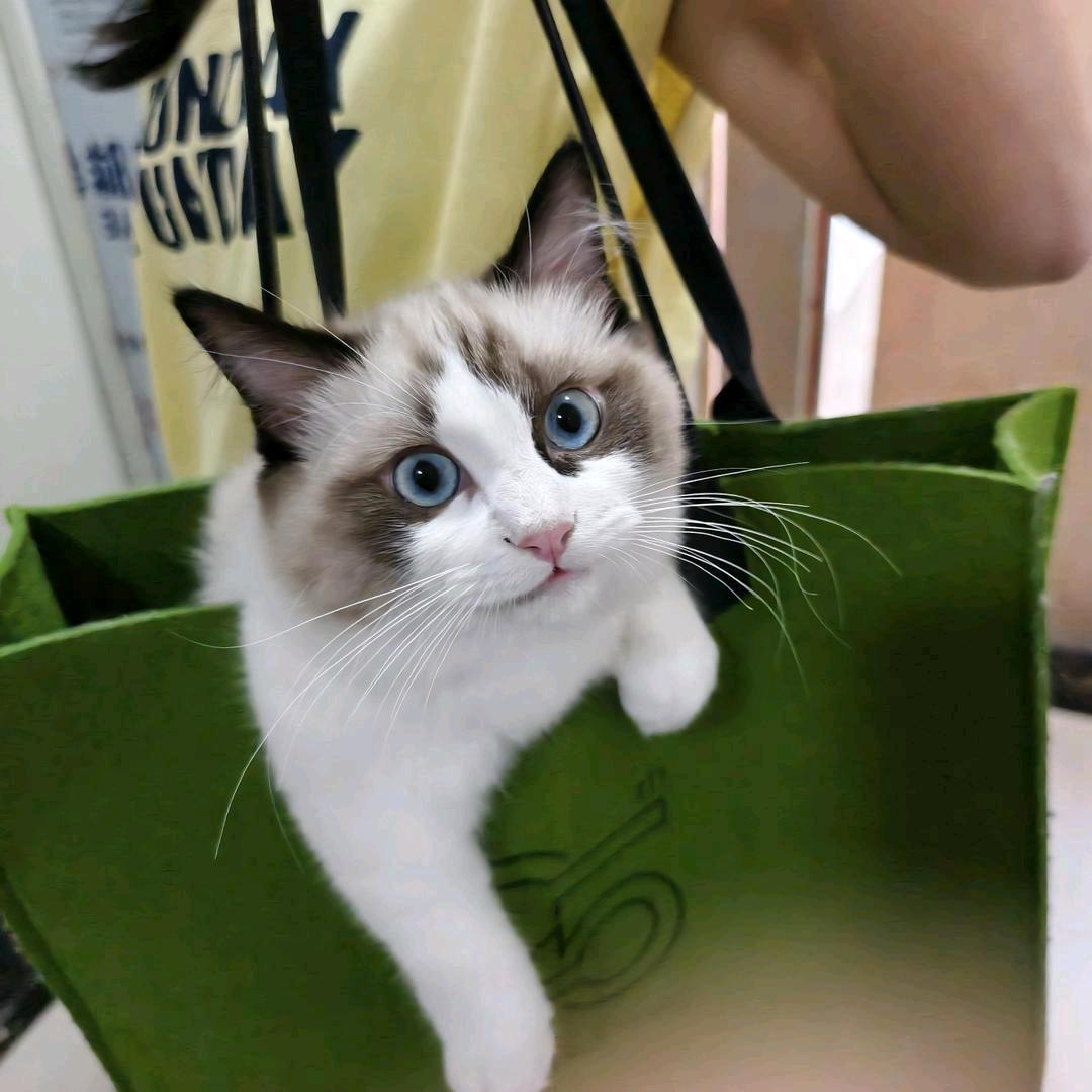 seven是一只布偶猫🐱