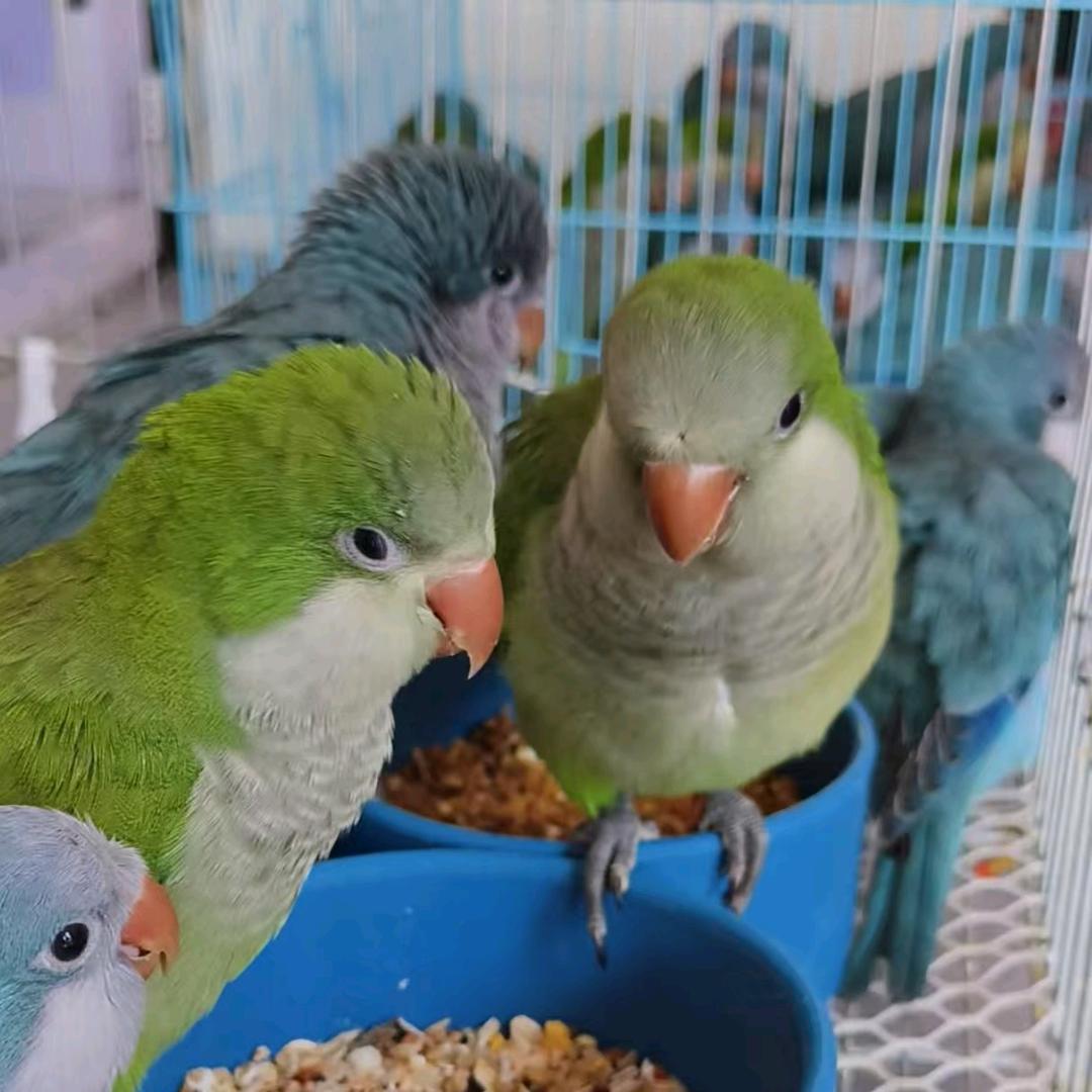 喙鸣宠物臻选阁