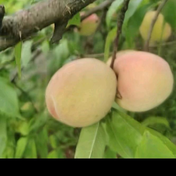 ❤️宠🍎我❤️