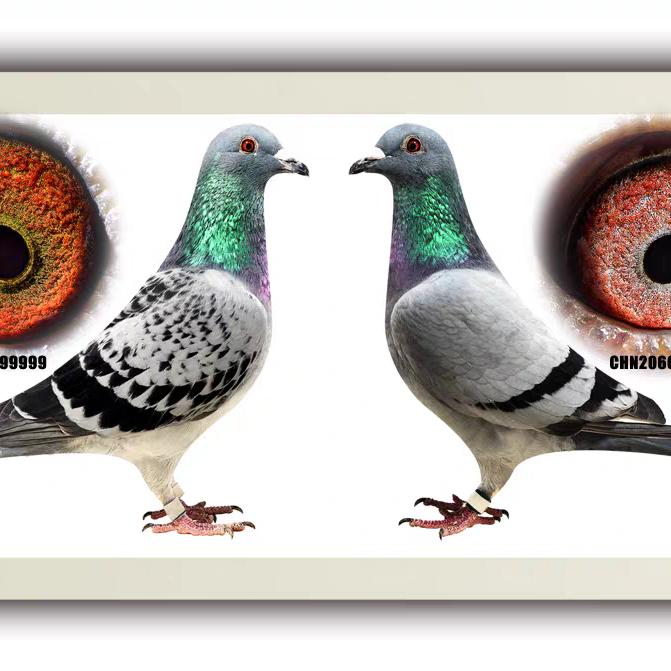 鸽爱无疆（鸽舍）