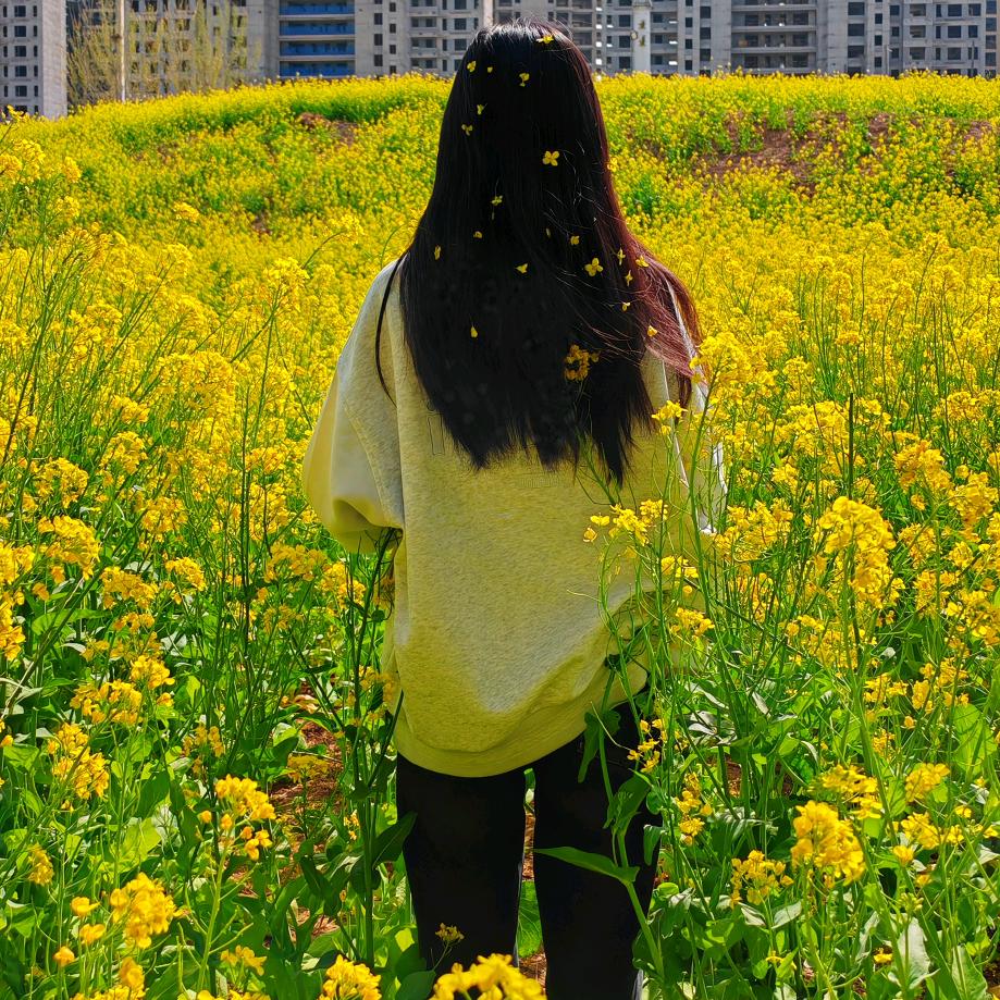 向日葵的花🌻