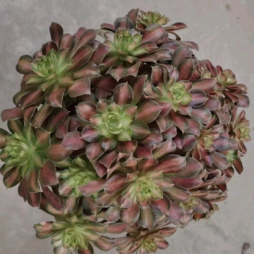 北🌈觅🌈青🌈花