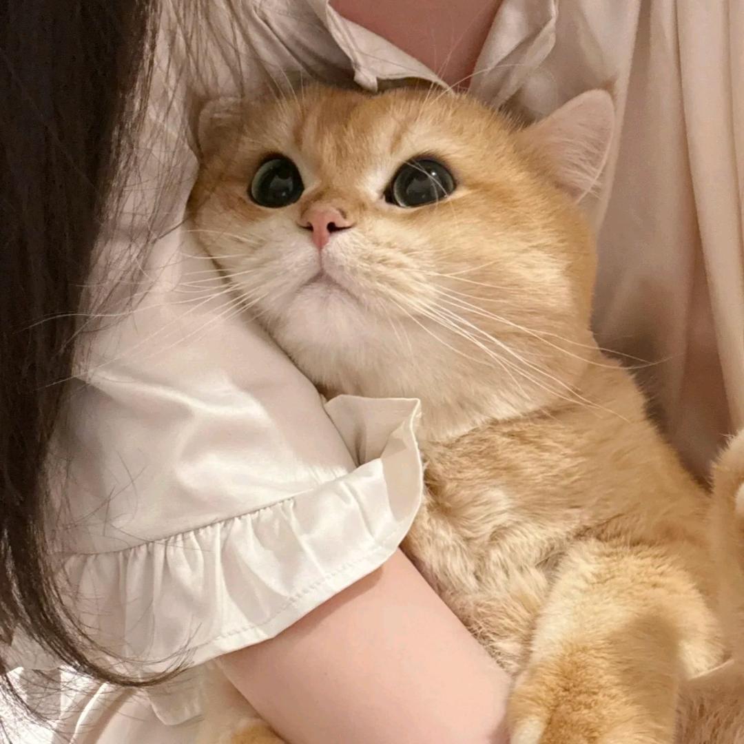 喵星⭐️妇女主任