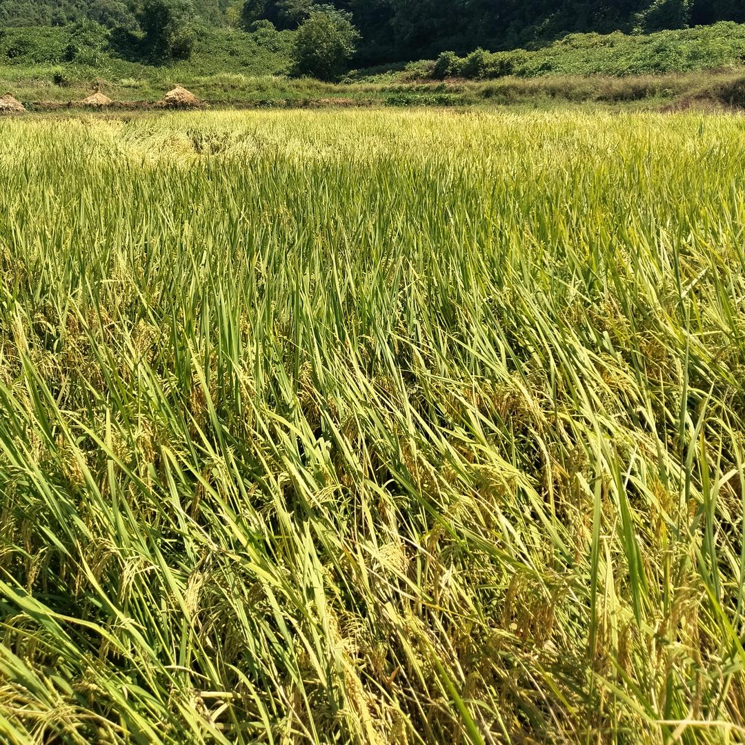 一切都随风而去