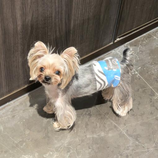 超级侦探认真办案