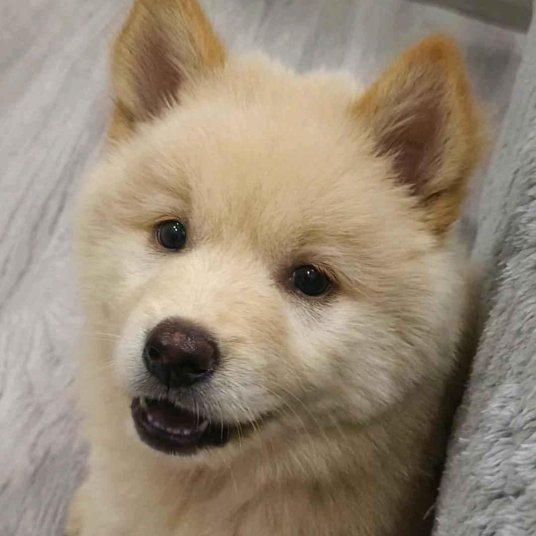 @土松翠花