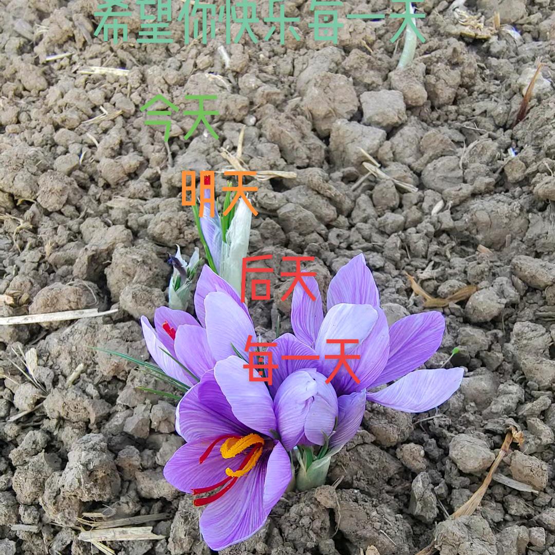 淝河镇中药材市场西红花