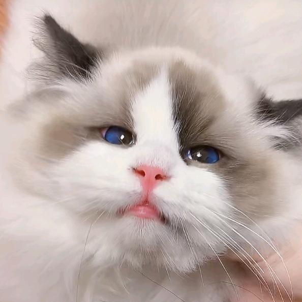莫思量