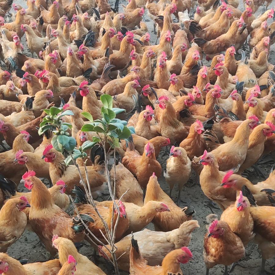 云底下的星星散养土鸡子