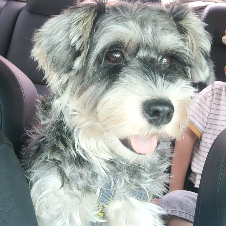 泡泡是雪纳瑞🐶