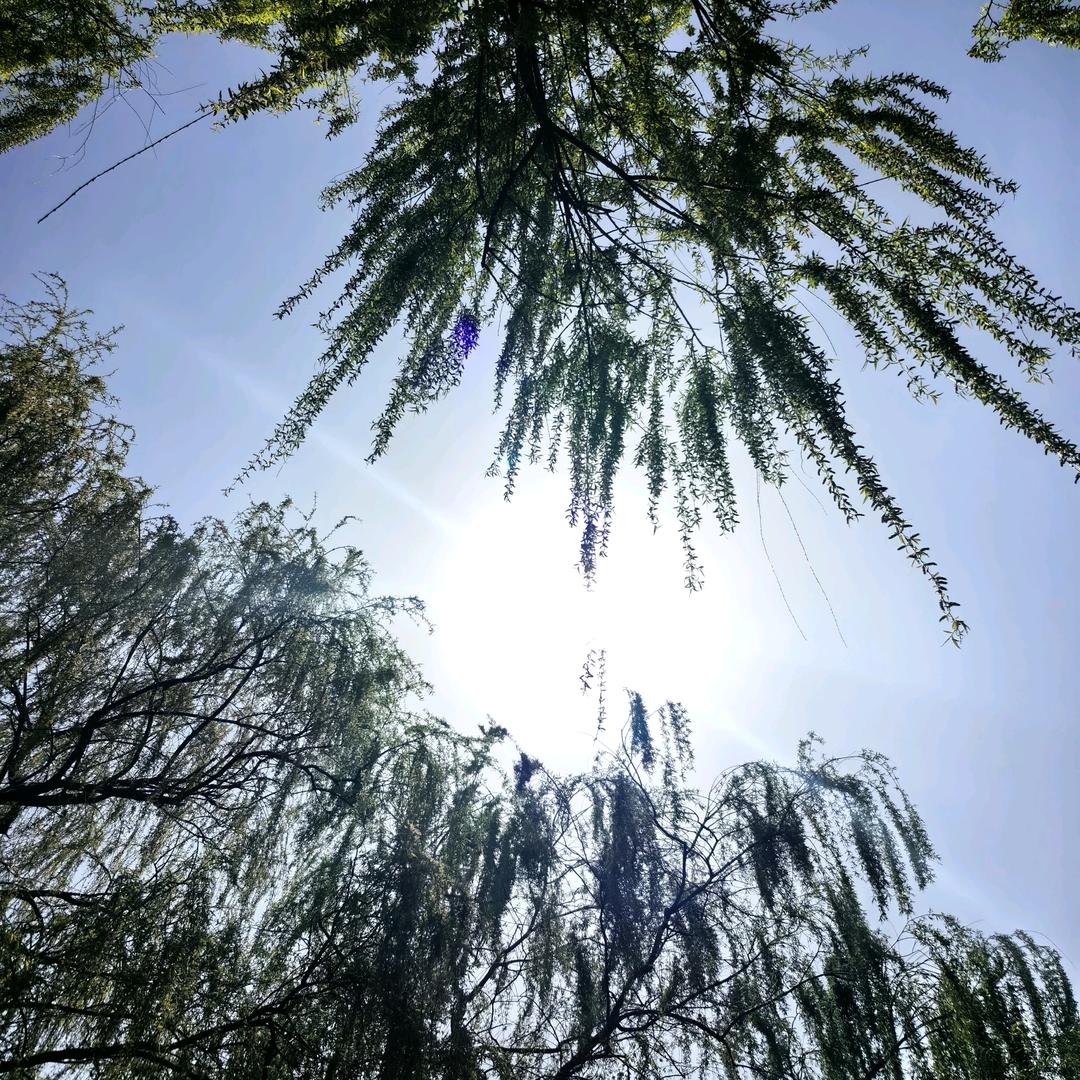 小趴菜