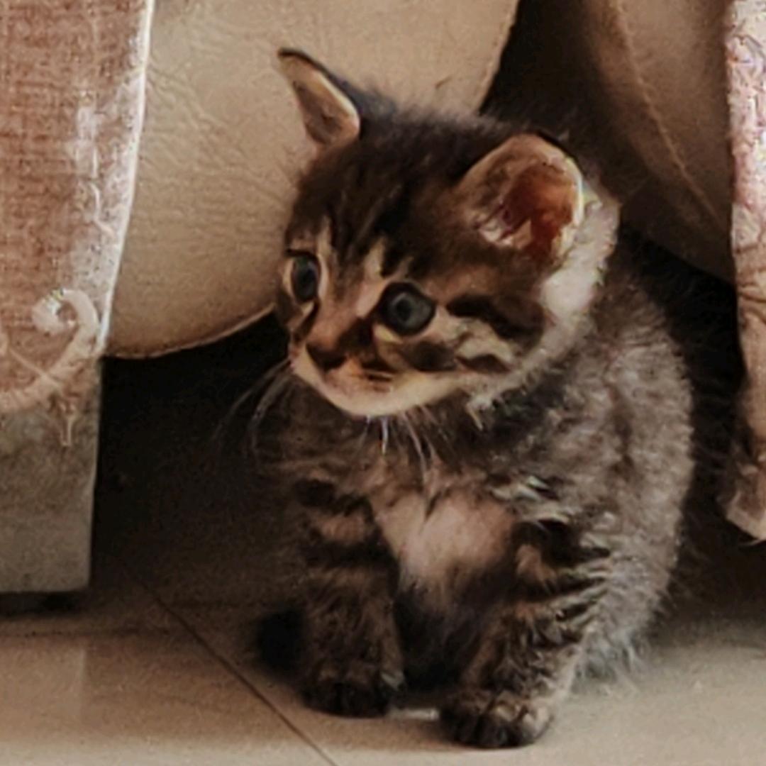 帅炸宇宙的反派鱼头