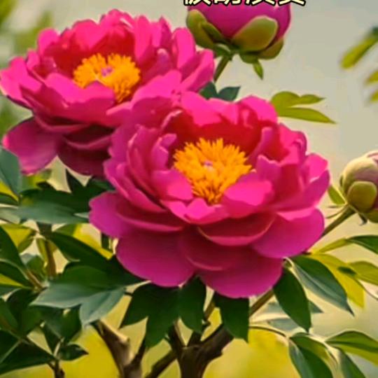 丰收(勿连赞)