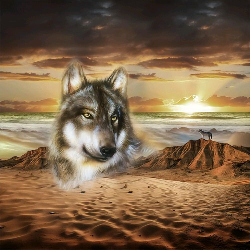 野狼独行🐺