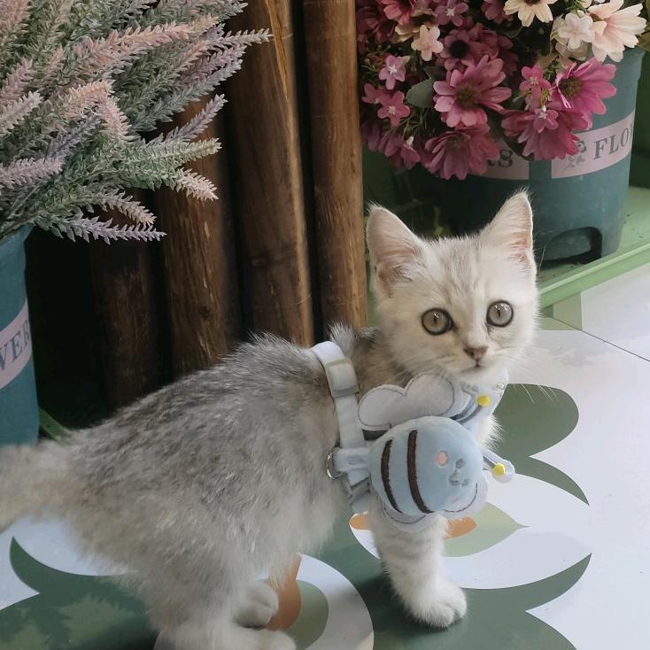 小羊静静