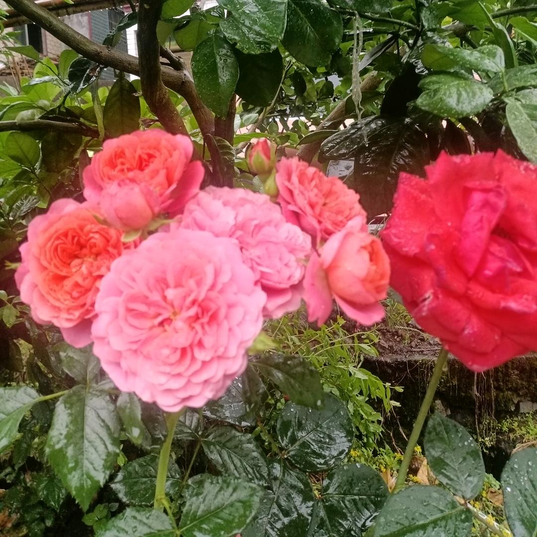 ♢落日余晖@天下有我