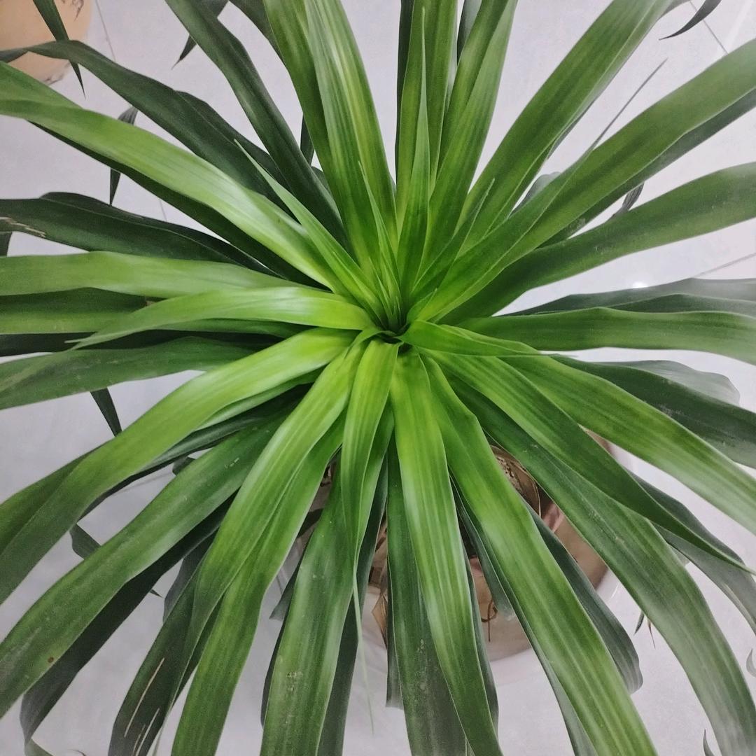 高级母婴护理英姐